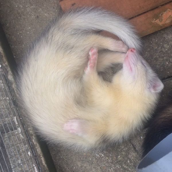Igor