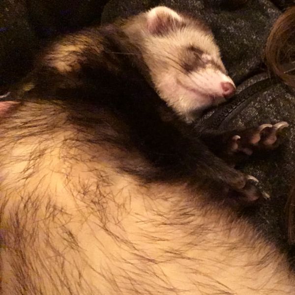 Sleepy Ghoul