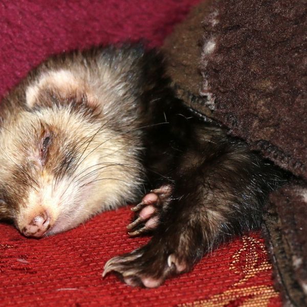 Sleepy Lulu