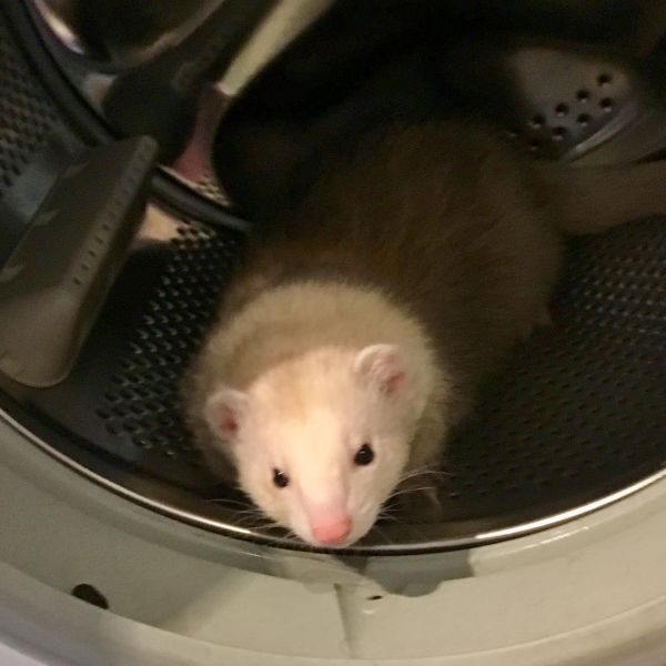 Igor in the washing machine